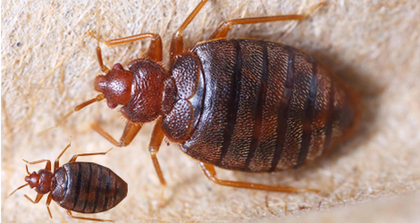 BED BUGS