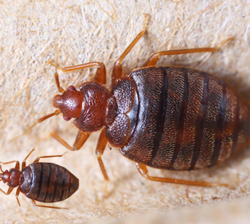 Port Dover Pest service