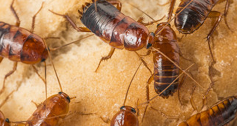 COCKROACHES