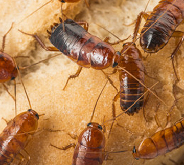 Port Dover Pest service