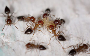 4-unwanted-pest-species-right-backyard