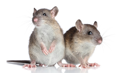 Rats and Mice Away From Your Property