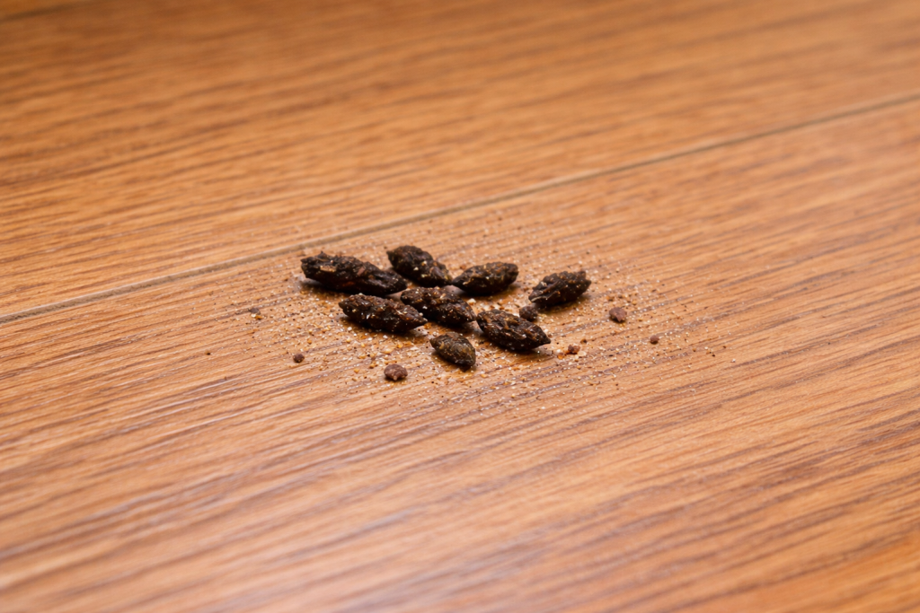 Mice feces on a living room floor.