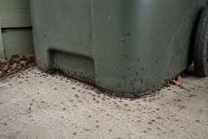 A cluster of ants trail around the bottom of an outdoor garbage bin.