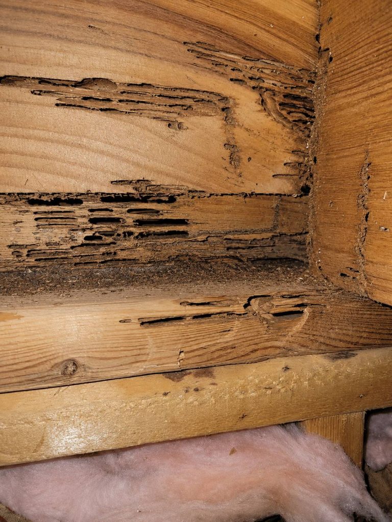 A wooden beam damaged with carpenter ant tunnels.