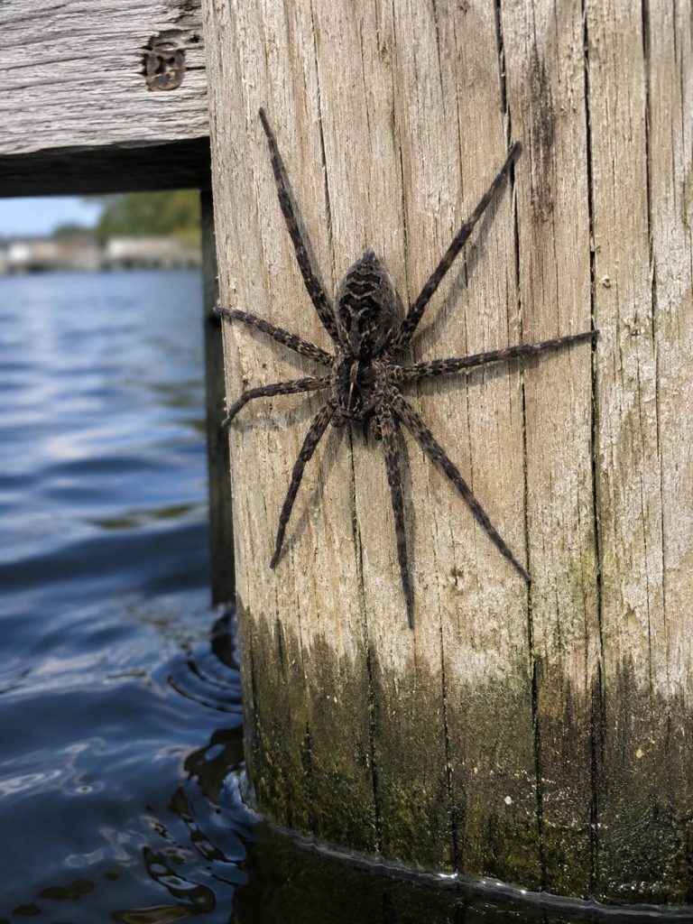 A spider on a dock by the water.
